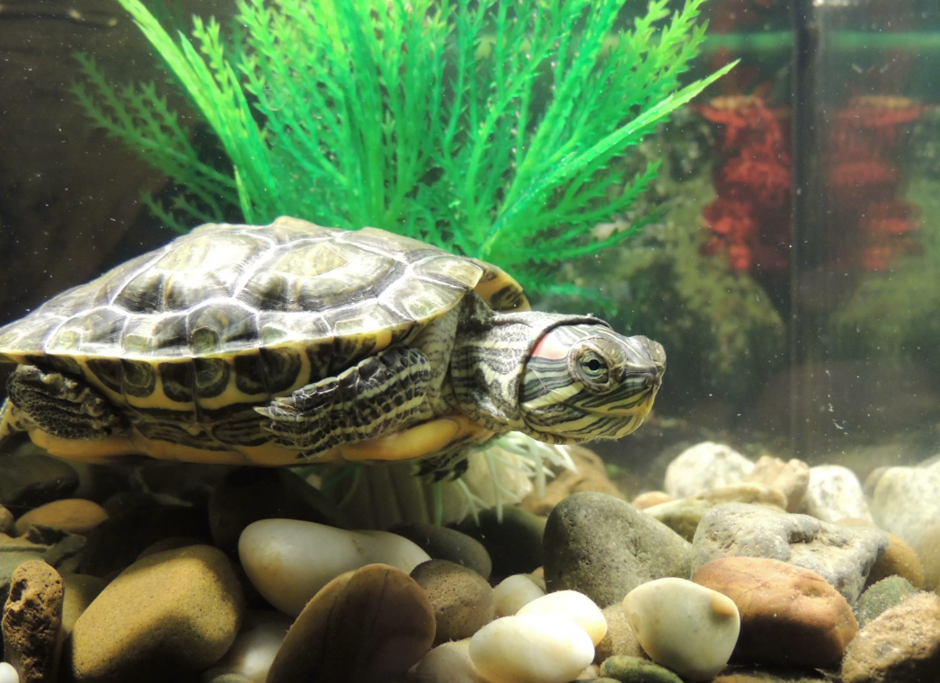 Черепаха в аквариуме