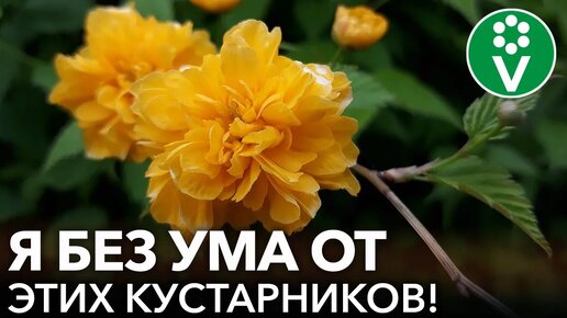 Download Video: Красивые и неприхотливые кустарники, которые преобразят ваш сад! Цветут долго, листва привлекательная, еще и плодами порадуют. Запоминайте!