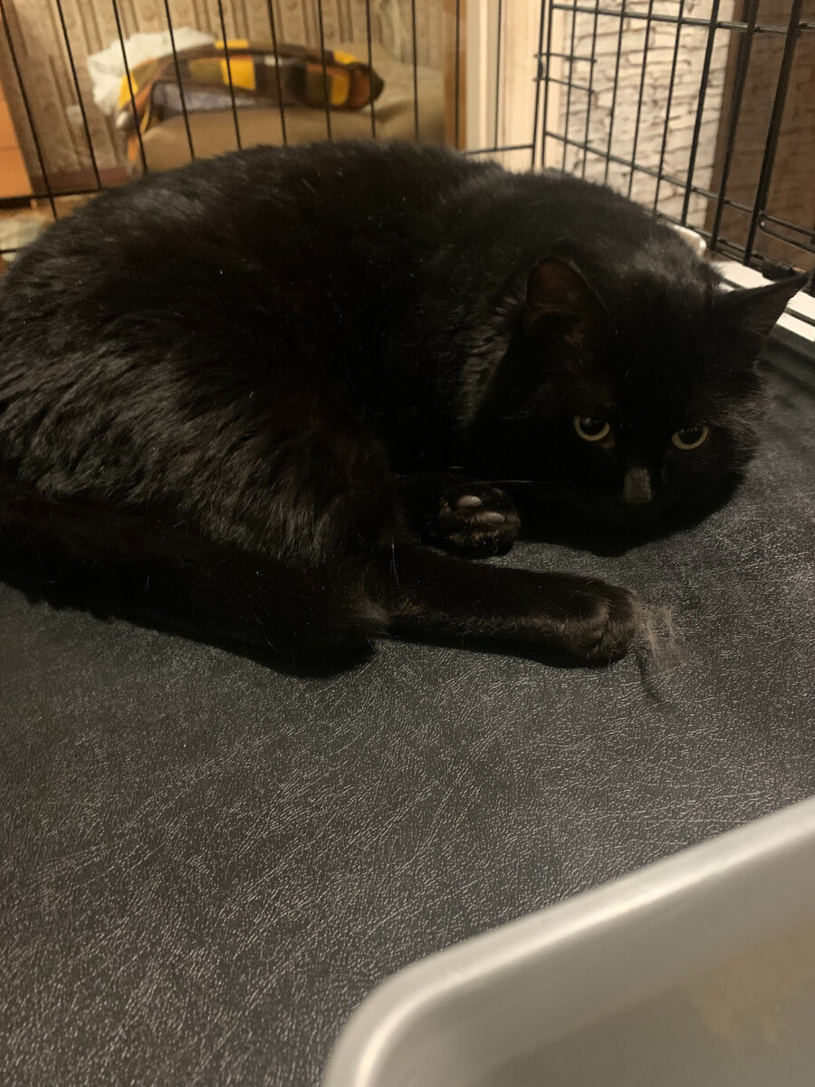 Щекастый малый