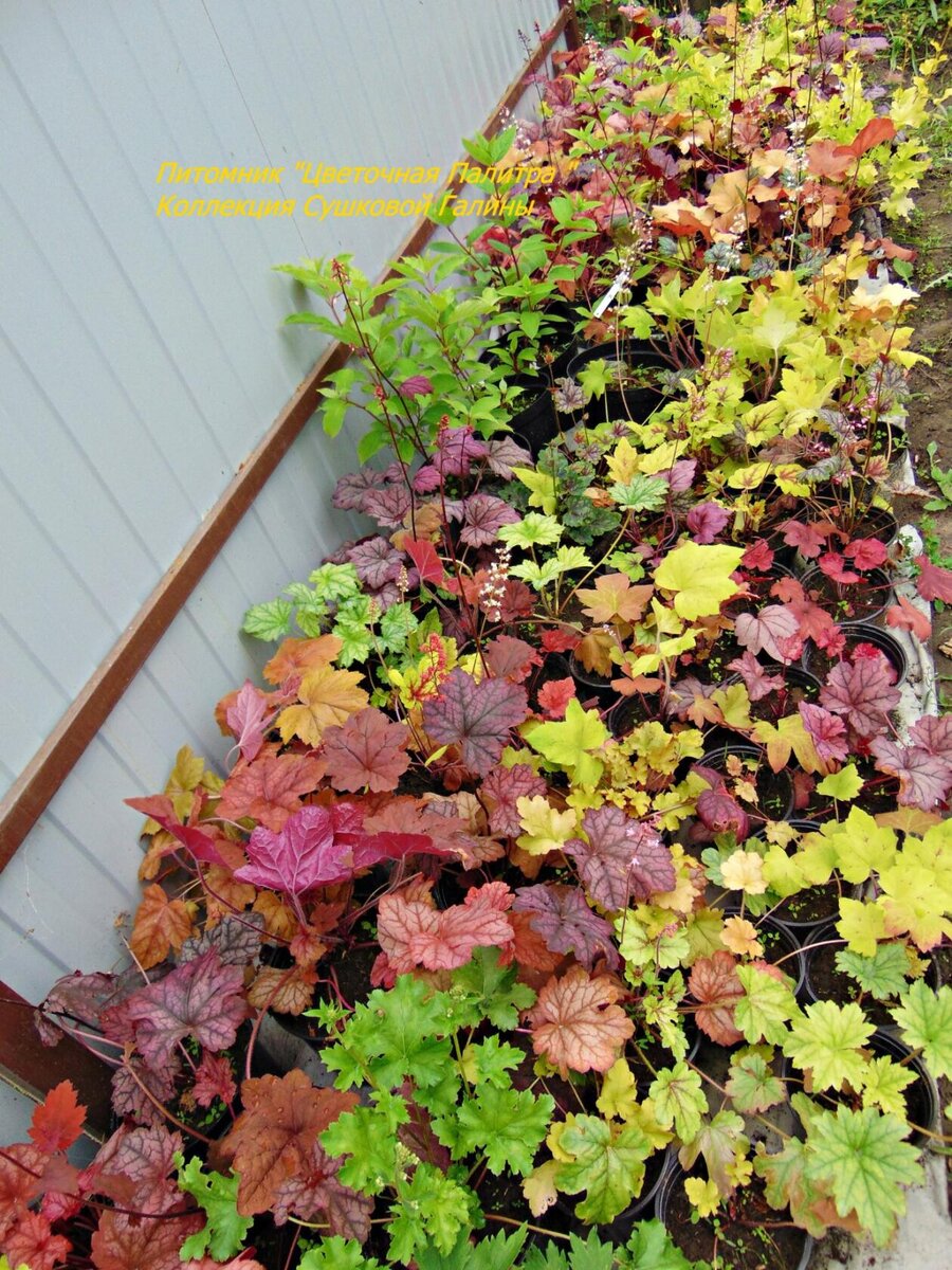 Объем не велик, т.к это растения на реализацию (БЫЛИ!!!)