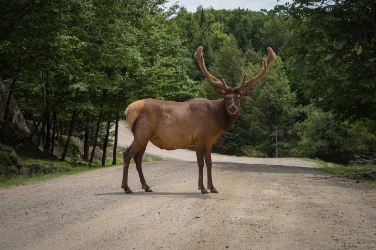    Лосиху в Кузбассе не удалось спасти