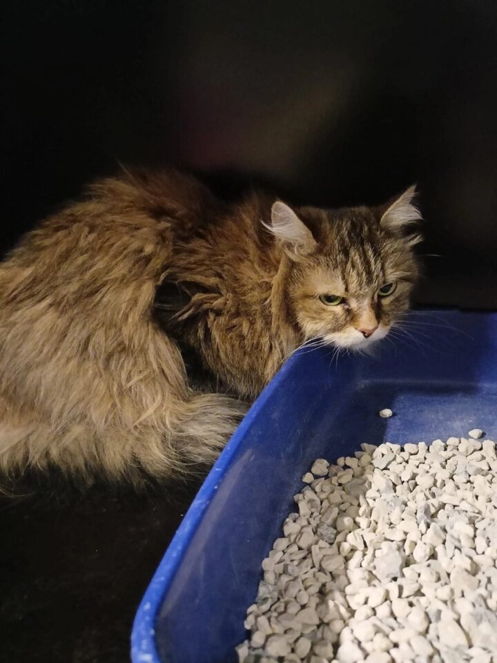     Фото: vk.com Центр помощи бездомным животным «Лучик» г. Надым