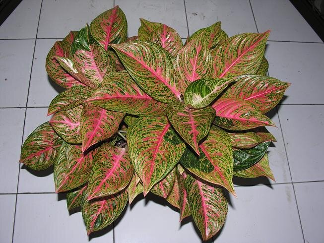 Aglaonema Sexy Pink