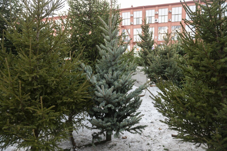     В Петербурге продолжаются рейды по незаконным ёлочным базарам Юлия ПЫХАЛОВА