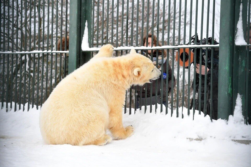     Московский зоопарк будет работать без выходных в новогодние каникулы Михаил ФРОЛОВ