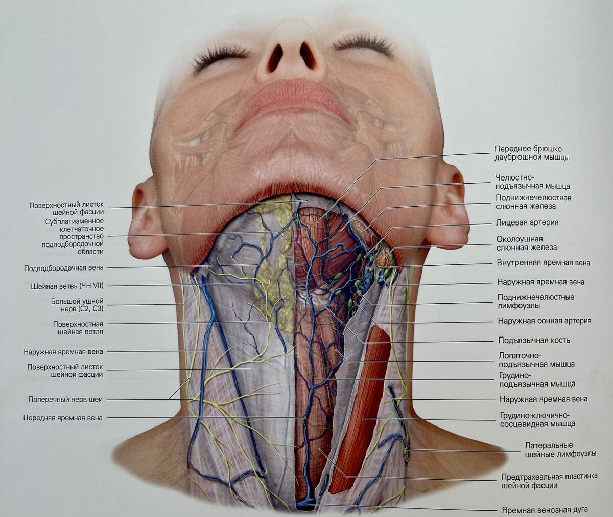 Подъязычная зона и шея 
