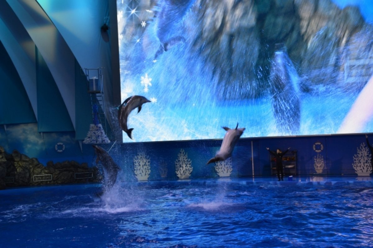    Как будет работать Самарский океанариум в новогодние праздники?