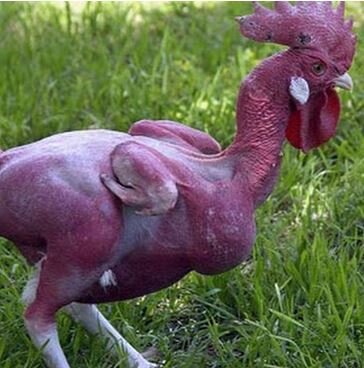 Израильский голый петух