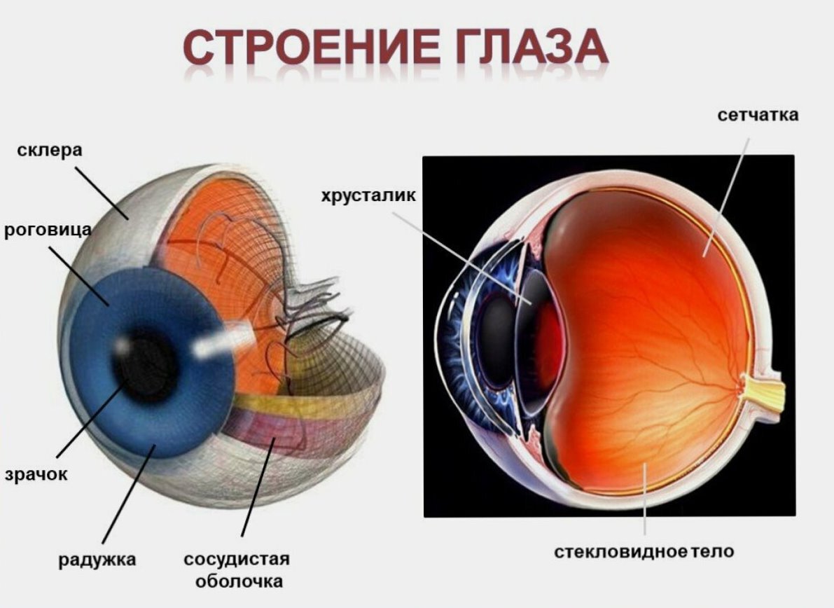 Принцип работы хрусталика 8 класс биология. Строение глаза склера роговица. Строение глаза человека схема. Оболочки глазного яблока схема. Строение и функции хрусталика сетчатка глаза.