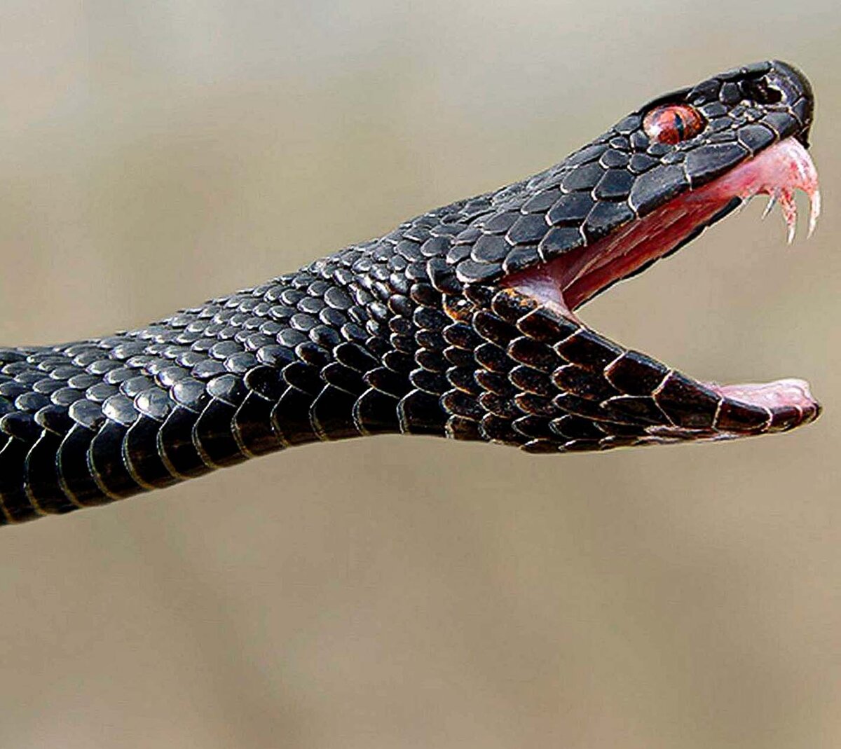 Гадюка Никольского (Vipera nikolskii). Змея гадюка ядовитая. Гадюка обыкновенная черная. Укус гадюки обыкновенной. Ядовитые зубы змеи