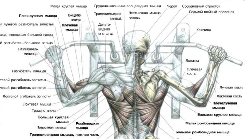 Кому интересно подробнее какие ещё мышцы работают при подтягиваниях