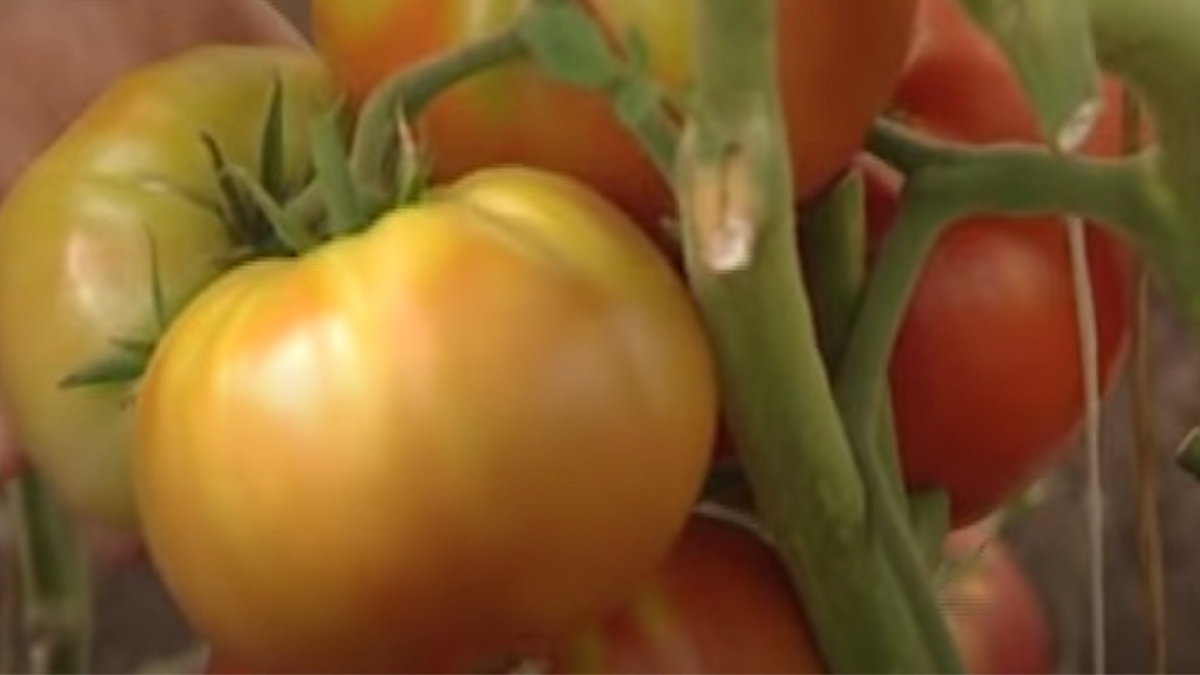 Вкусные, сладкие, мясистые томаты — мечта каждого огородника