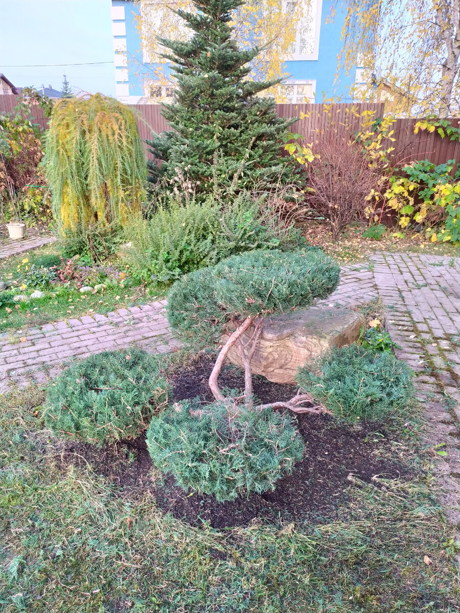 Садовый бонсай из Можжевельника казацкого