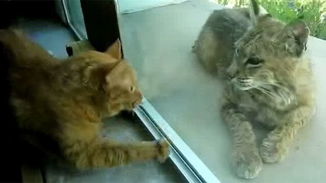 Рысь и кошка. Источник фото: https: //koteiki.com/domashniy-kotofey-otchayanno-chtoby-domoy-vpustili-ego-brodychego-sobrata/