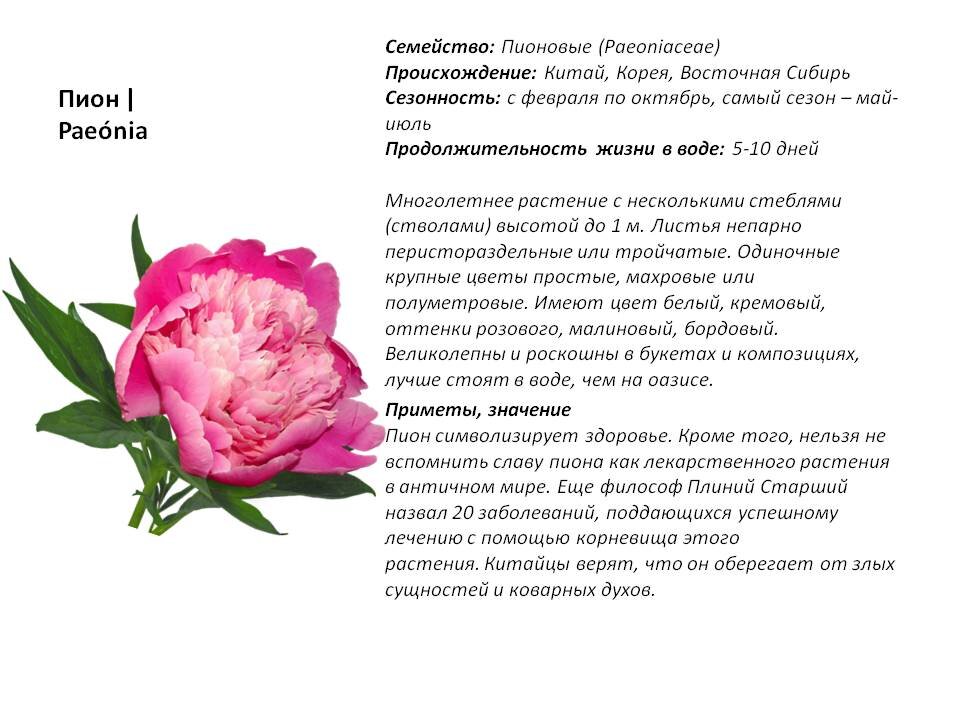 Фото из Презентации автора.