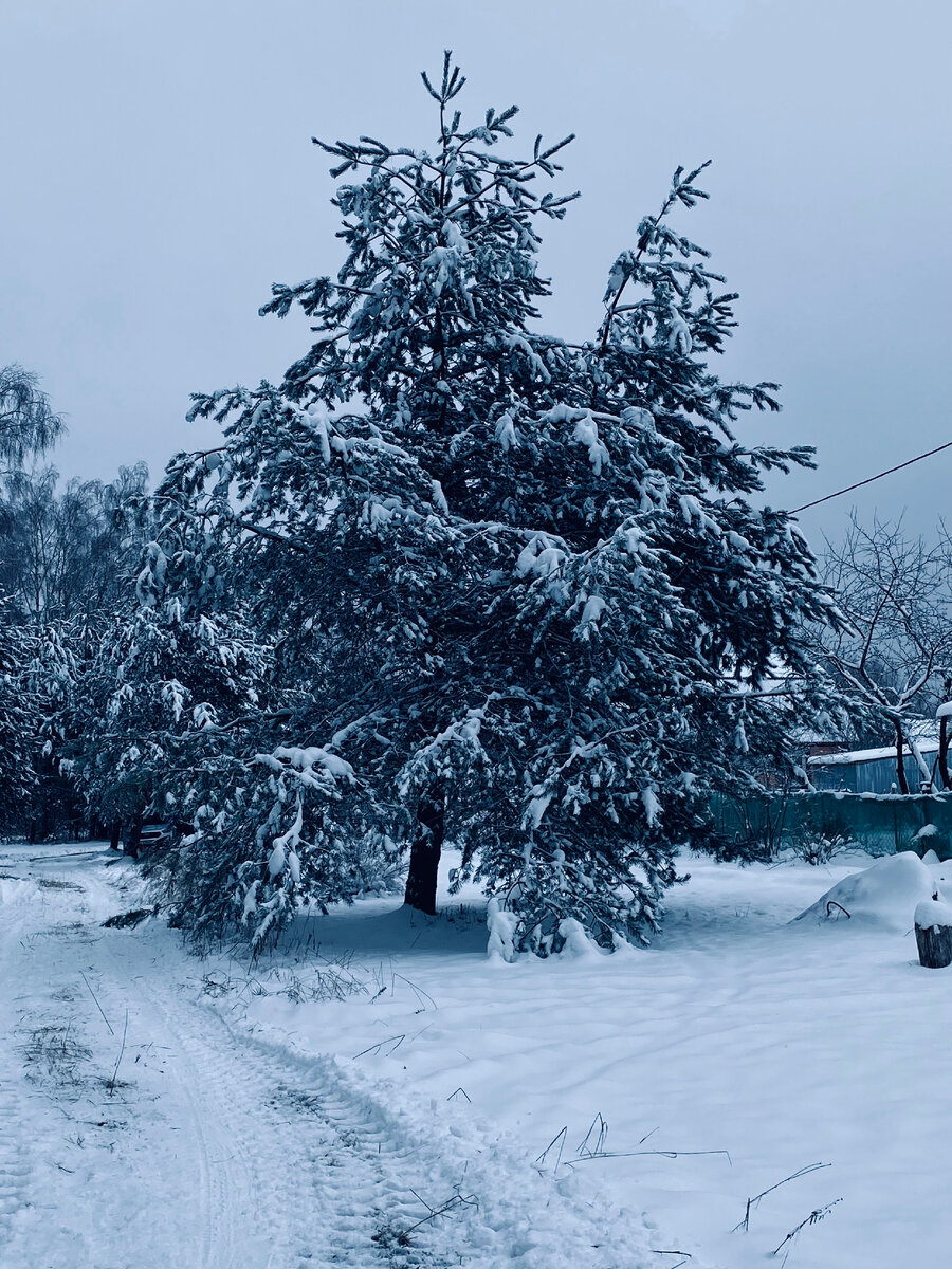 На улице мороз трещит и за нос щиплет. Везде фото автора.