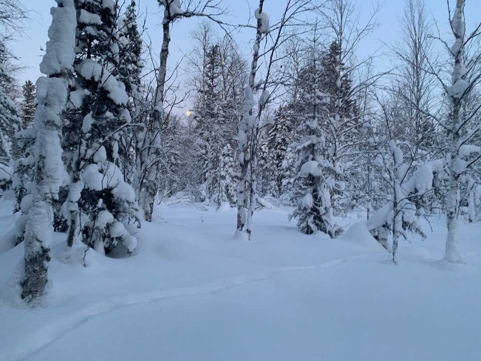     Волчий след вблизи ручья Колтыс. Нина ЮШКОВА