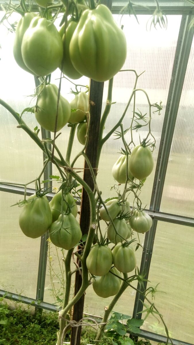 Бест Бестос 