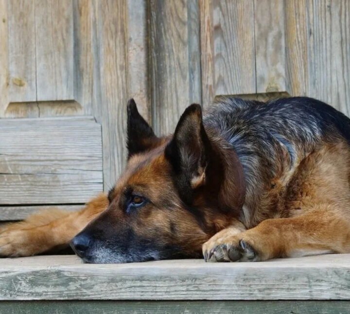 Из открытого доступа 