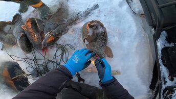 Трофейная рыбалка на Енисее после праздника. Отличный улов налима на перемёты.