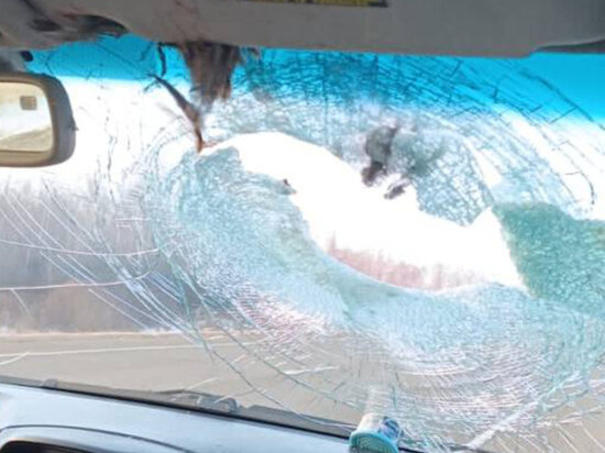     Фазан устроил ДТП в Приамурье ФОТО: телеграм-канал @svb_news