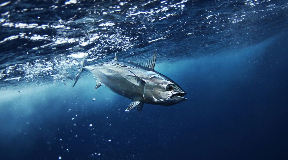Полосатый тунец. Ближайший родственник роду тунец, но его мясо не красное, а белое