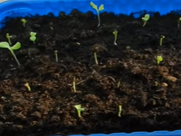 Выращивание салата зимой на подоконнике: от выбора сорта до урожая