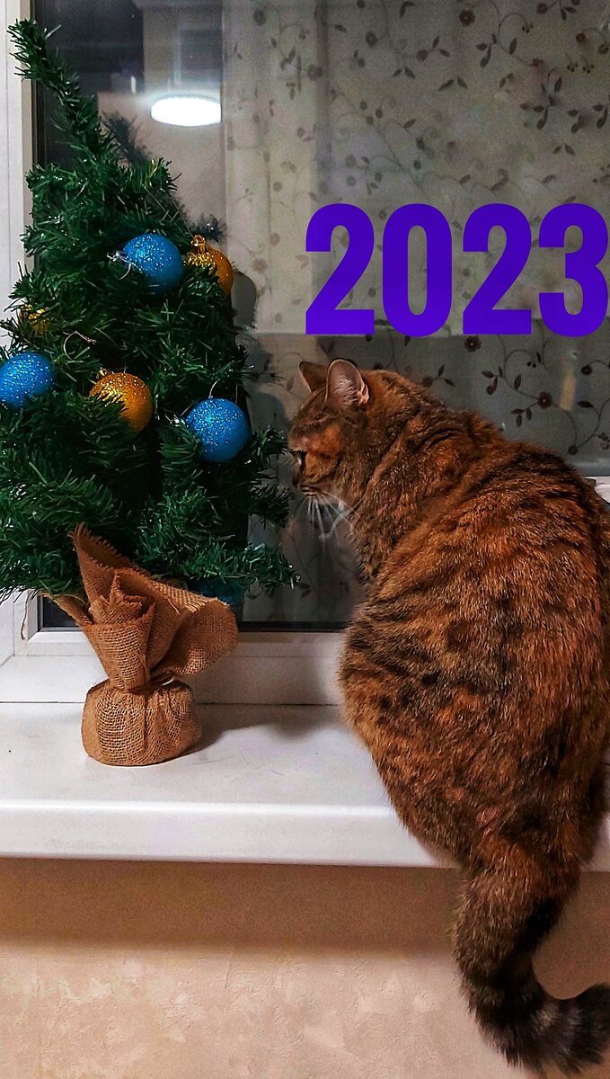 Кошка сидит возле маленькой ёлочки