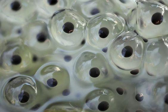 Икринки лягушки.