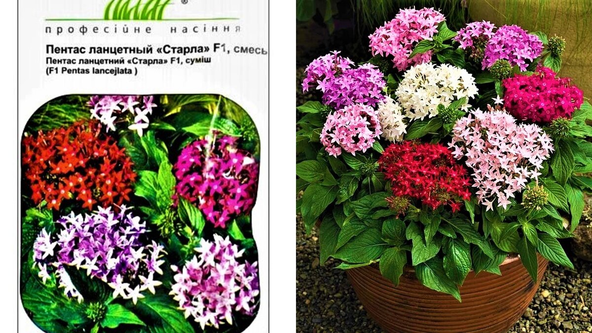 Что посеять в январе. Топ красивых цветов для сада и дома! | GardenLife |  Дзен