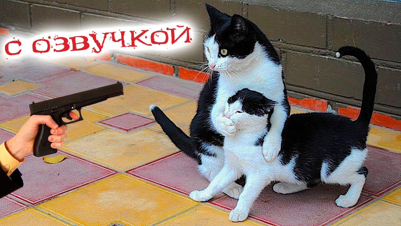 Приколы с котами! Смешные коты с озвучкой! Я ржал до слёз! Смешные видео!