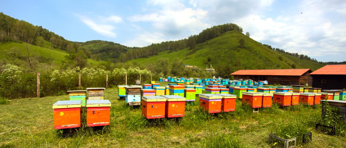 Пасека 13 Чемал. Пасека Романовых Новосибирск. Пшада пасека. Купить пчел в башкирии