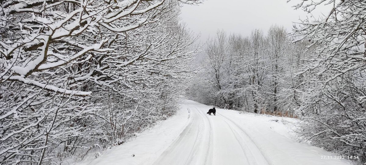 Зима в лесу. 