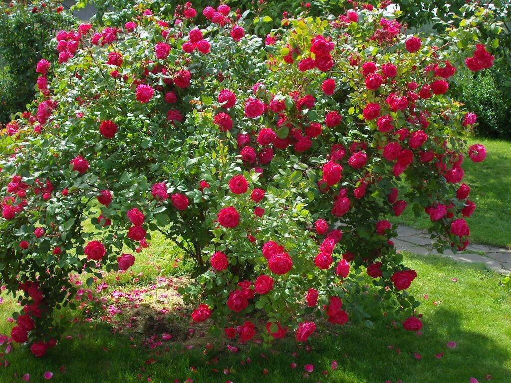 Канадская Парковая роза Александр Маккензи