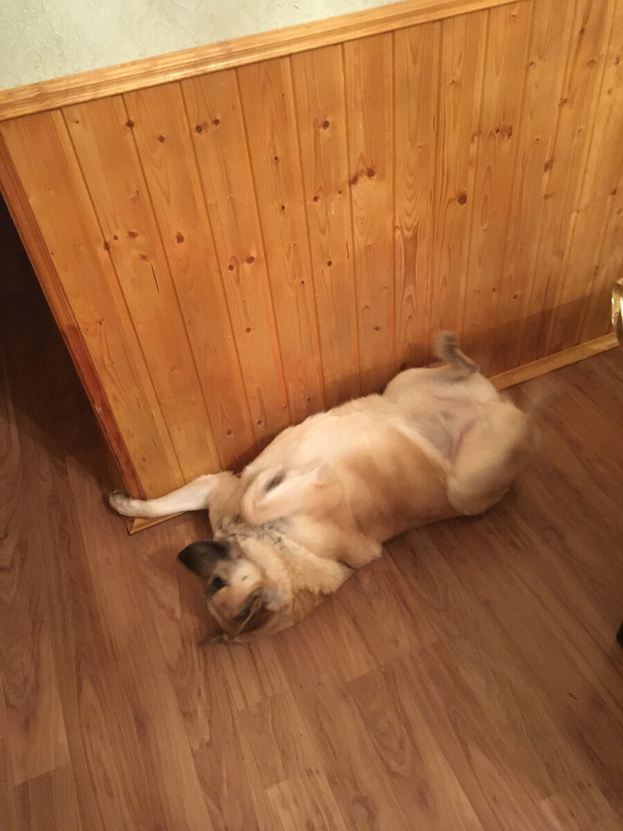 Собака Лада - прототип Милки