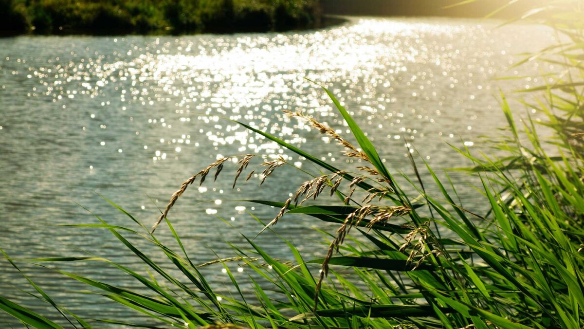 Картинка из источника в свободном доступе