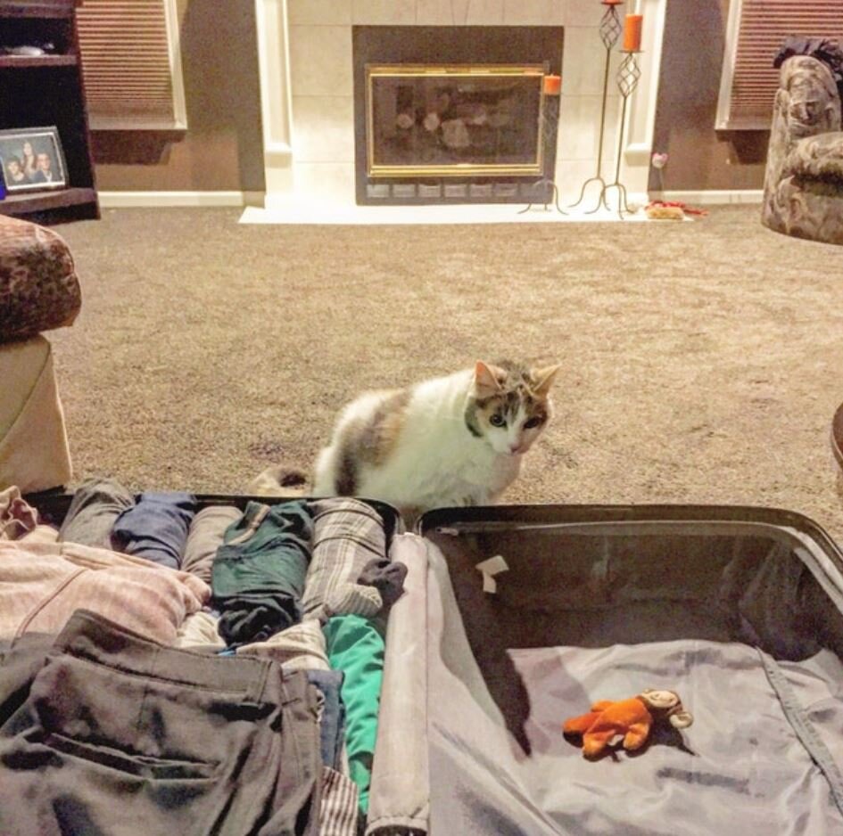 Источник фото: https://www.iizcat.com/post/5461/Before-he-left-for-vacation-his-cat-packed-away-her-favorite-toy-just-for-him