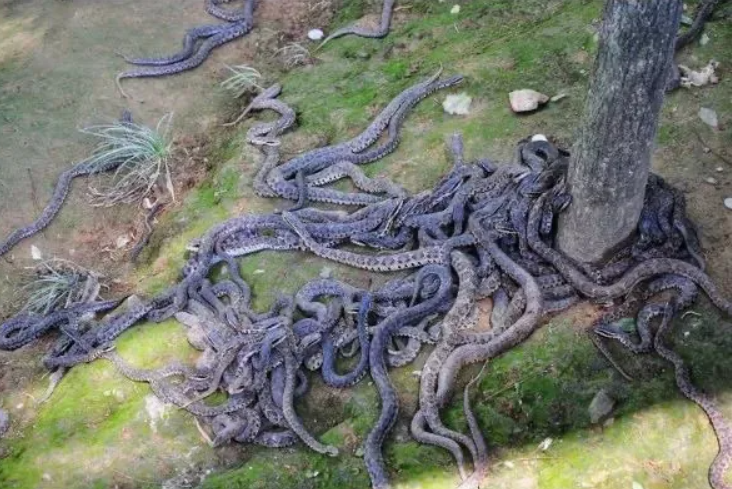 Кеймада гранди остров ядовитых змей фото