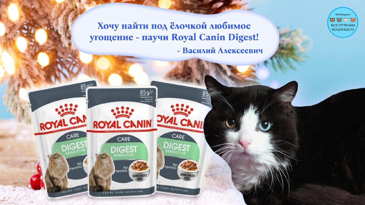 © ВСЕ ОТТЕНКИ КОШАЧЬЕГО. На фото кот Василий Алексеевич, в настоящее время он также нуждается в помощи на обследование. 