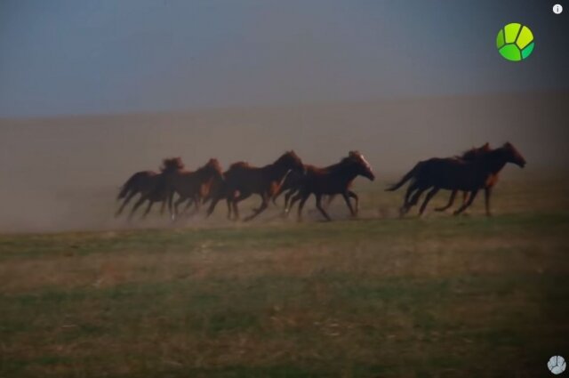    Телеканал «Живая планета»: мустанги Фото: кадр видео/ Живая планета