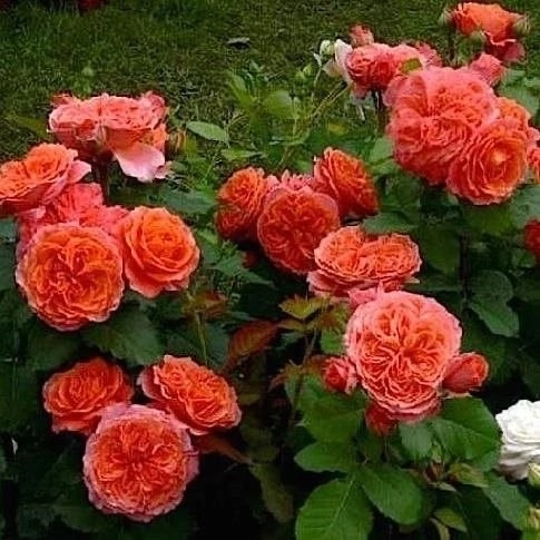 Жгучий , Прекрасный, 🌹🌹🌹НЕТ СПАСЕНИЯ ОТ ТАКОЙ КРАСОТЫ 🌹🌹🌹с возрастом сорт становятся сильным , но красивый ВСЕГДА !