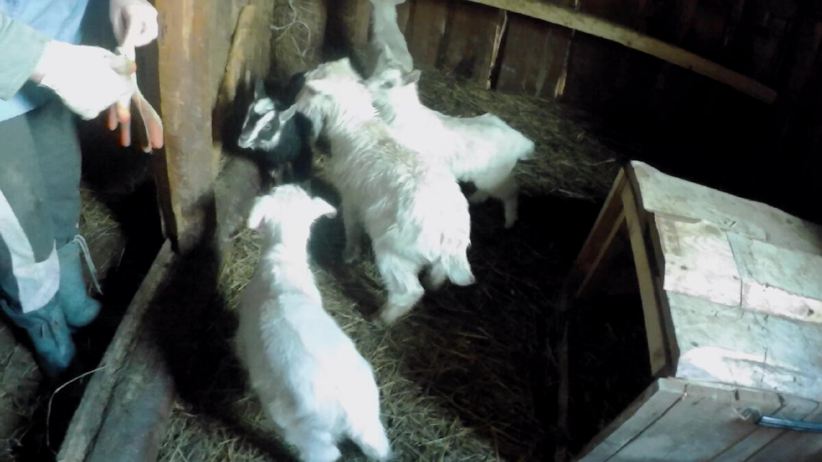 козлятки, позапрошлогоднее фото