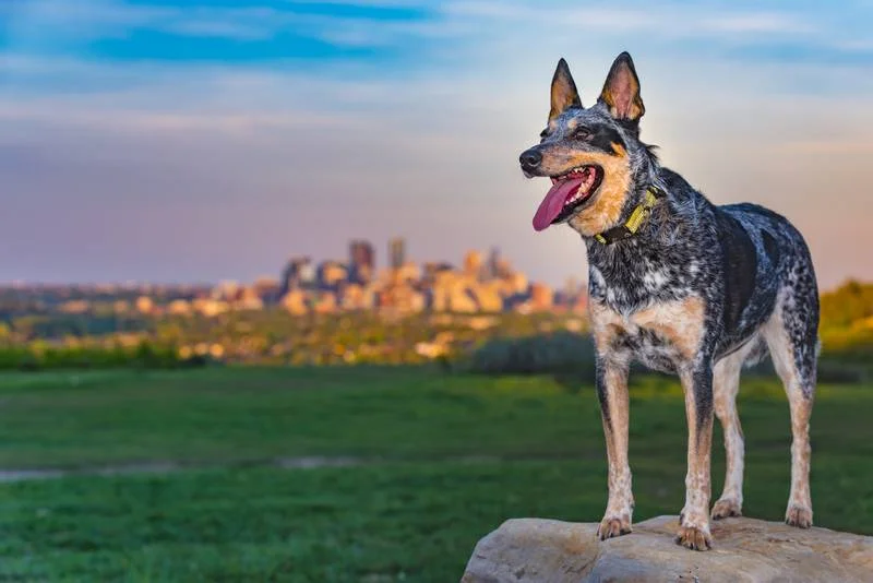 Австралийские собаки – одна из самых малочисленных групп. Большая часть из них представлена пастушьими породами. 
