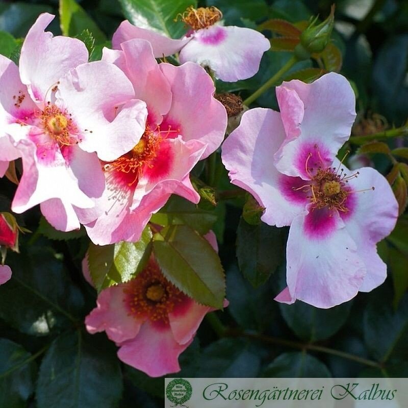 Роза Пис энд Лав (фото из интернета)