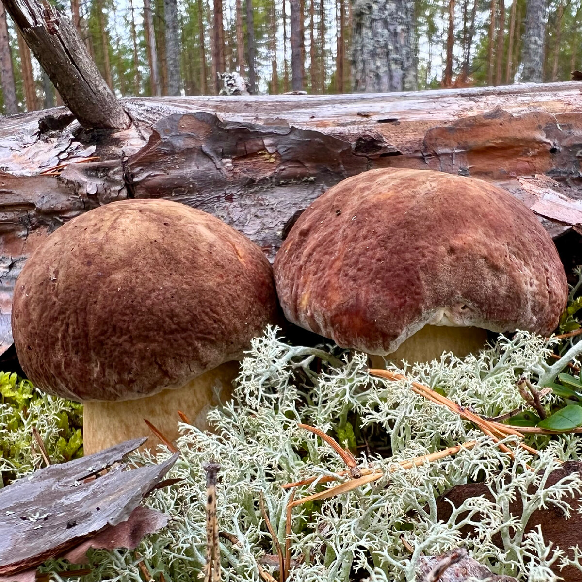 Какие грибы в ноябре