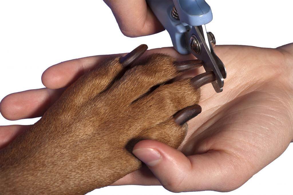 Как подстричь когти собаке когтерезом с ограничителем