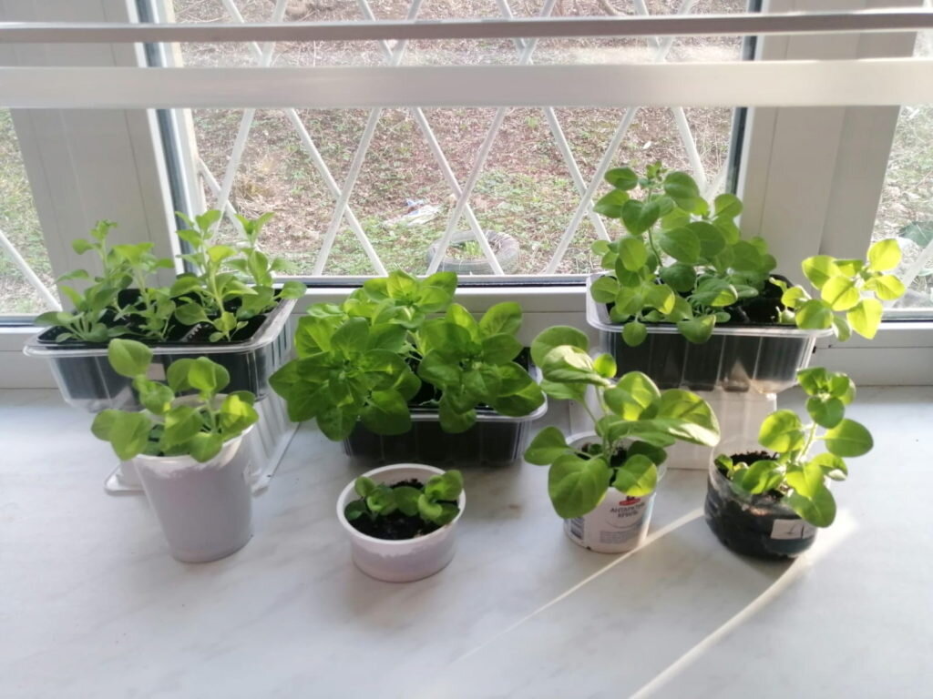 Частота полива на разных этапах роста