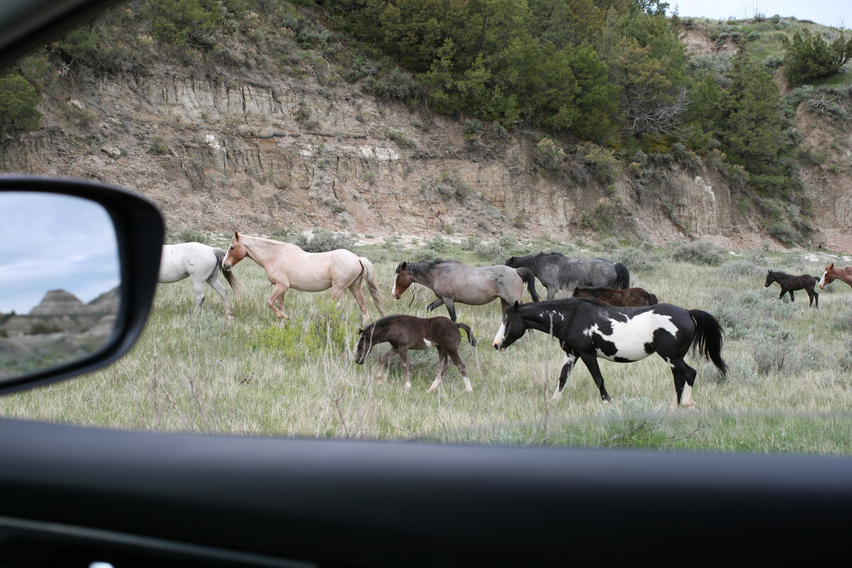 НП Теодор-Рузвельт (Северная Дакота)
