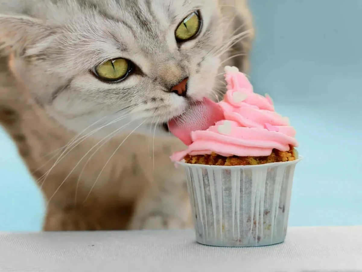 Ощущается сладкий. Сладости для кошек. Котик с едой. Котик со сладостями. Котик с пирожным.
