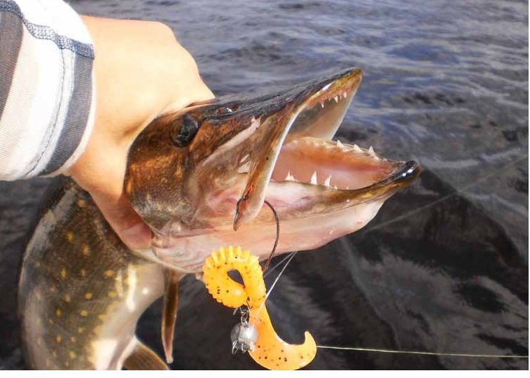 Фото из открытых источников